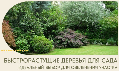 Быстрорастущие деревья для сада идеальный выбор в Мичуринске