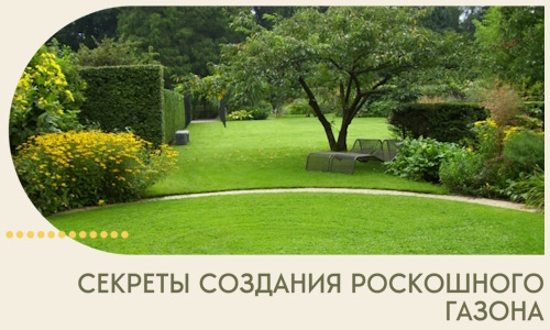 Секреты создания роскошного газона в Мичуринске